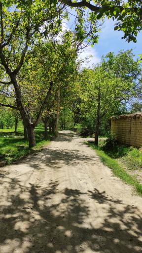 عکس مزایجان