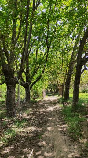 عکس مزایجان