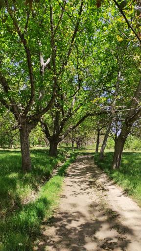 عکس مزایجان