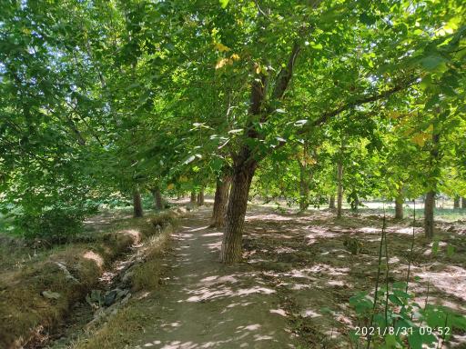 عکس مزایجان