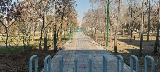 عکس بوستان گل نرگس