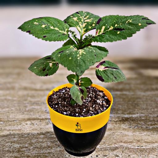 عکس گلخانه باران