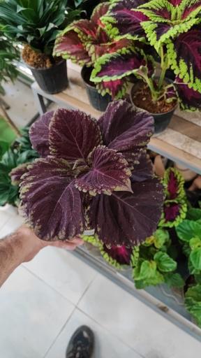 عکس گلخانه باران