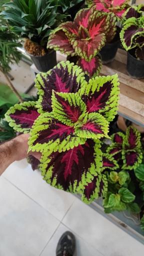 عکس گلخانه باران