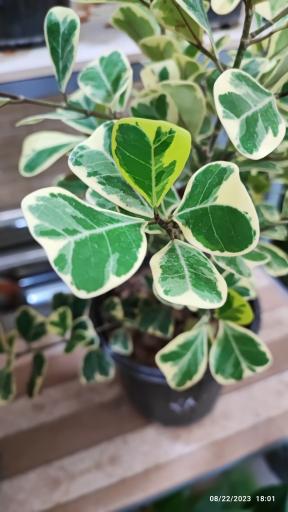 عکس گلخانه باران