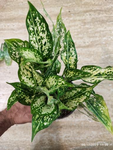 عکس گلخانه باران