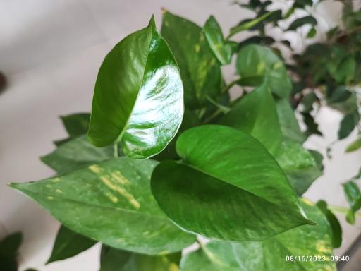 عکس گلخانه باران