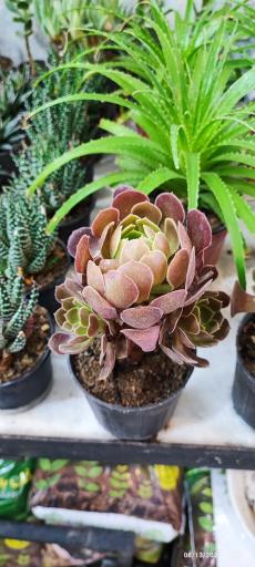 عکس گلخانه باران