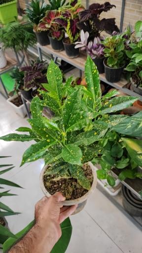 عکس گلخانه باران