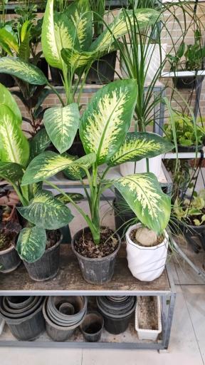 عکس گلخانه باران