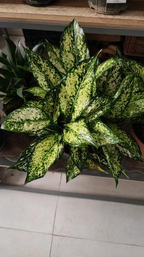 عکس گلخانه باران