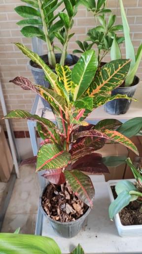 عکس گلخانه باران