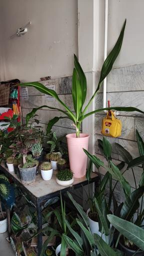 عکس گلخانه باران