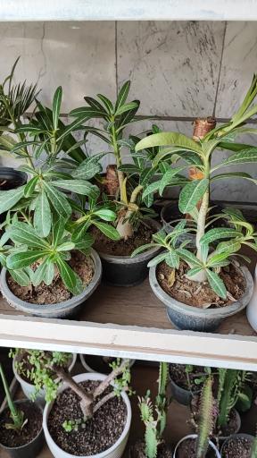 عکس گلخانه باران