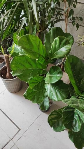 عکس گلخانه باران