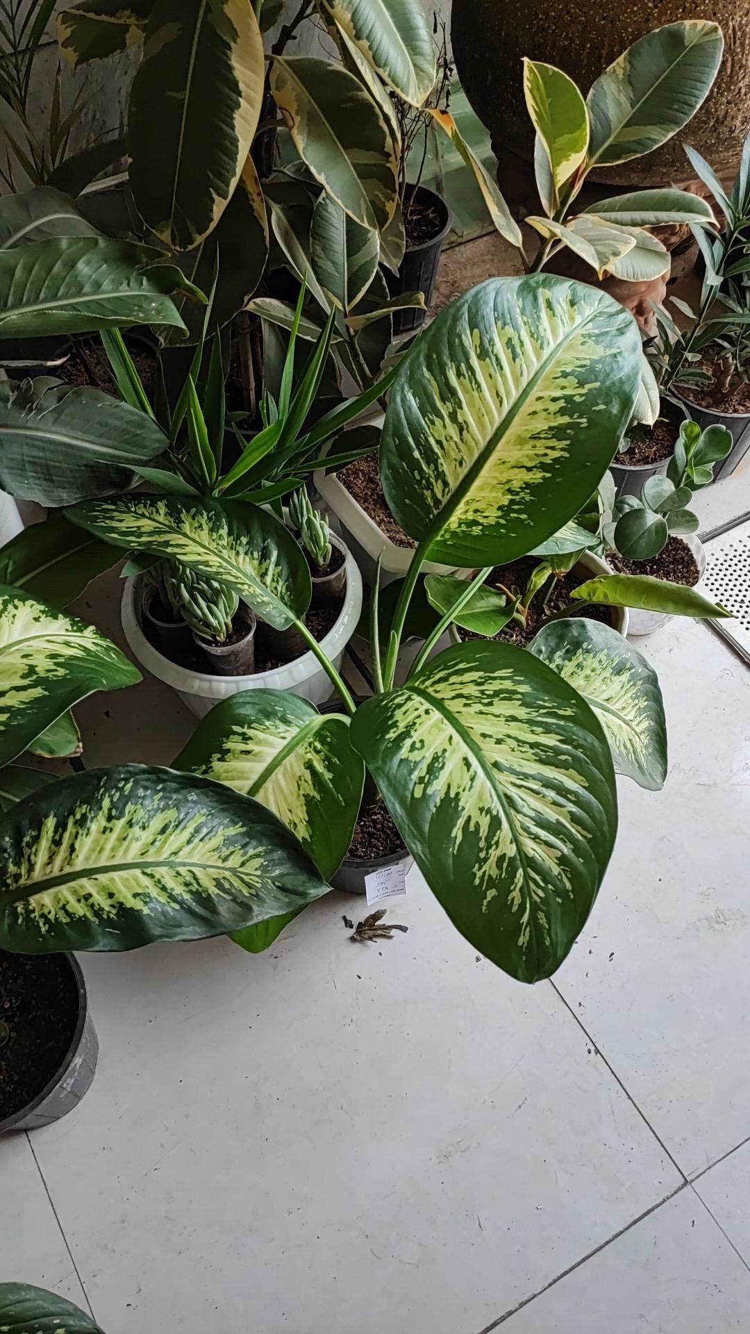 عکس گلخانه باران