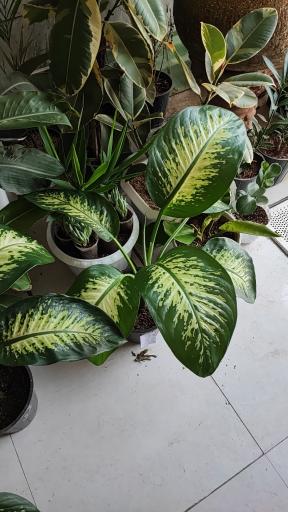 عکس گلخانه باران