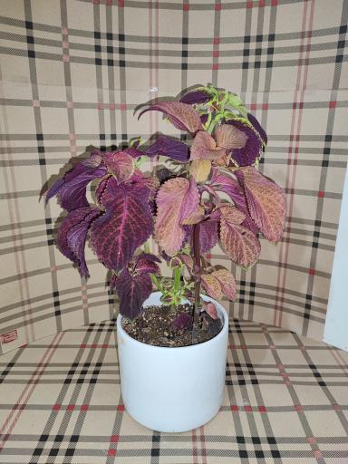 عکس گلخانه باران