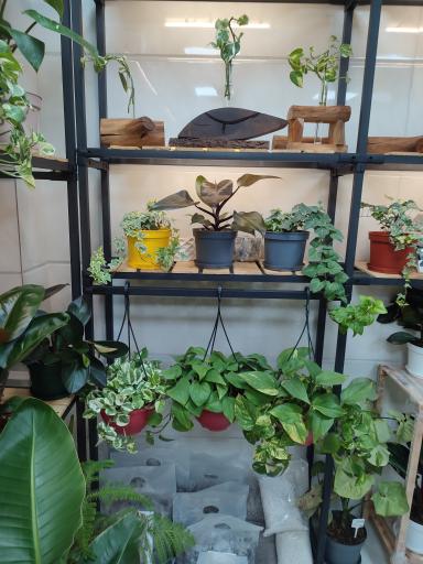 عکس گلکده ویونا