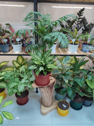 عکس گلکده ویونا