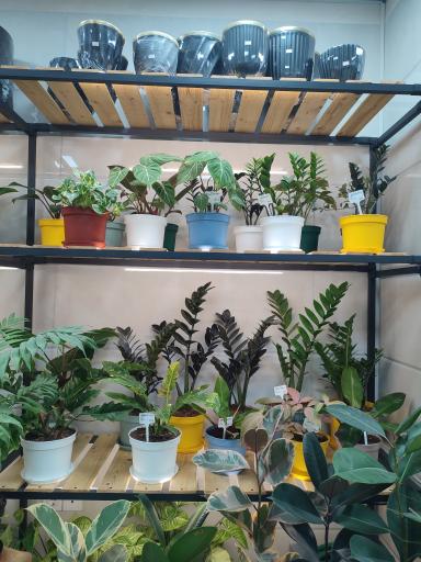 عکس گلکده ویونا