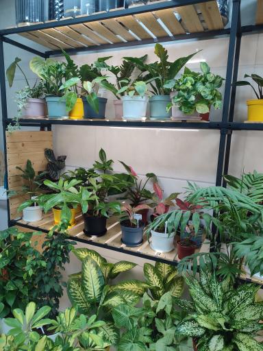 عکس گلکده ویونا