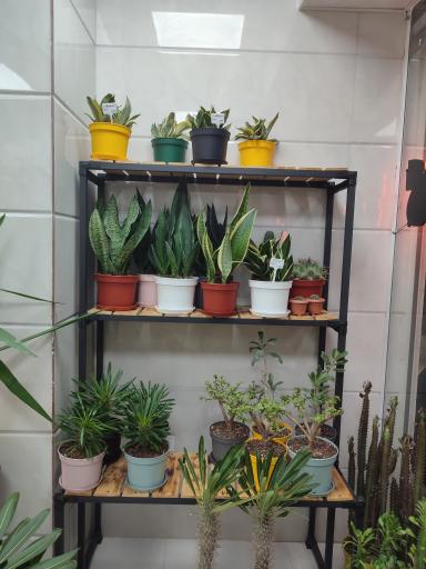 عکس گلکده ویونا