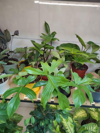 عکس گلکده ویونا