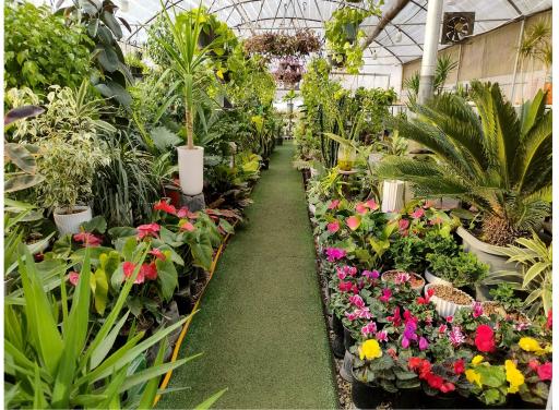 عکس گلخانه مادوتا