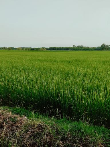 عکس جیرسر چوکام