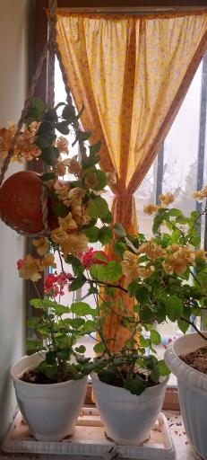 عکس بومگردی ایران خانووم