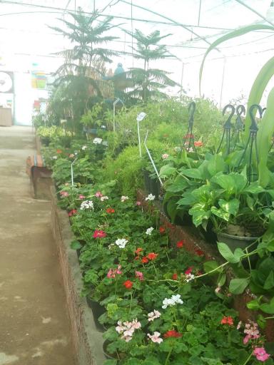 عکس بوستان گل 