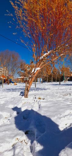 عکس بوستان قائم