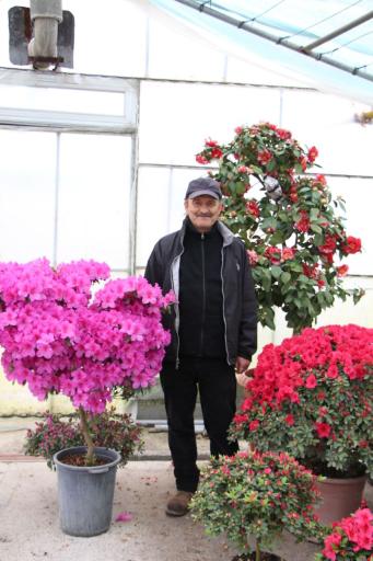 عکس گلخانه آزالیا زین العابدینی