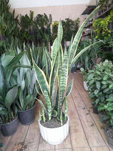 عکس گلکده آرسام 