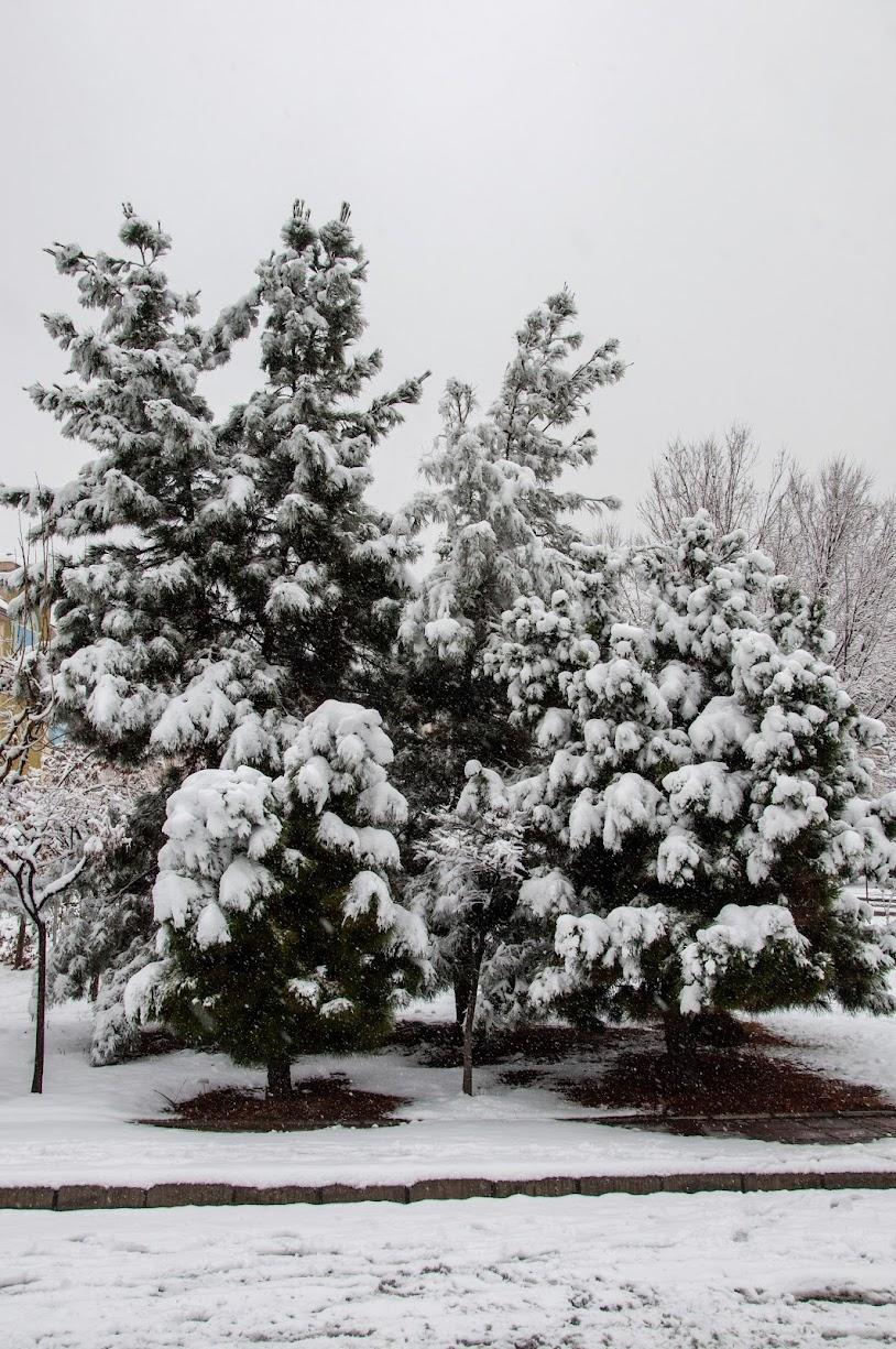 عکس بوستان نیکوکاری