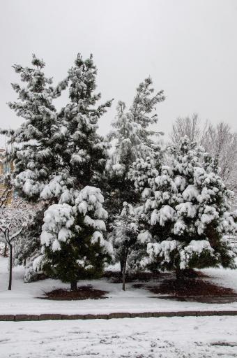 عکس بوستان نیکوکاری