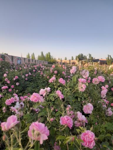 عکس کارگاه گلاب گیری حسن نظری