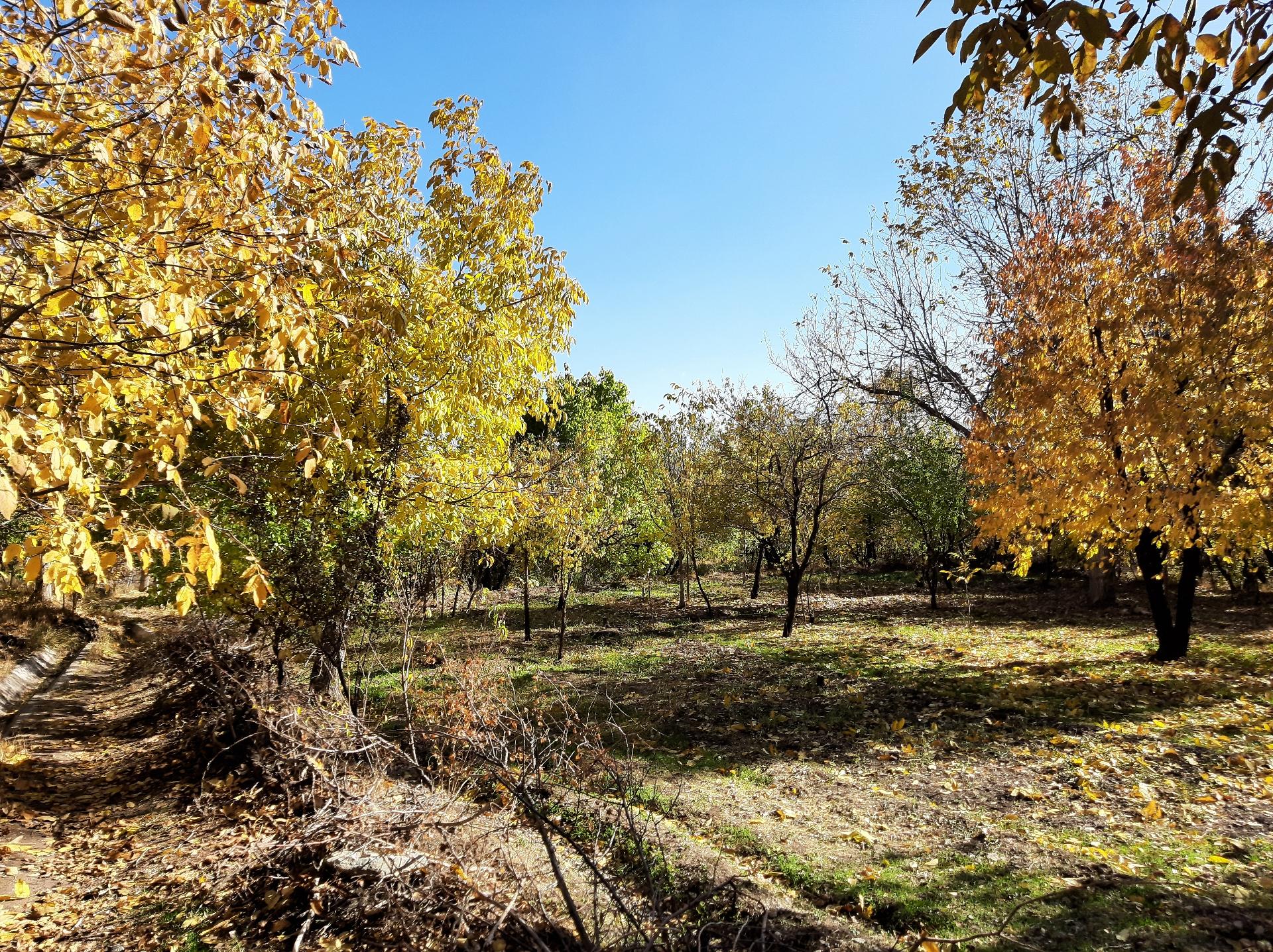 عکس سرچشمه پاچنارون