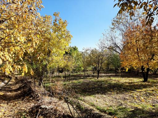 عکس سرچشمه پاچنارون