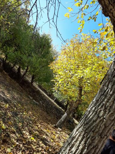 عکس سرچشمه پاچنارون