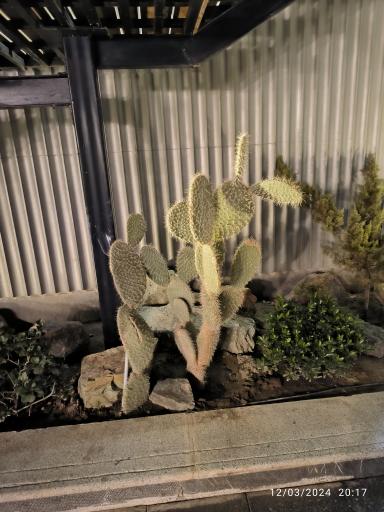 عکس کافه رستوران گجا