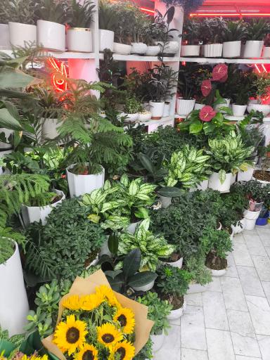 عکس گل فروشی شقایق