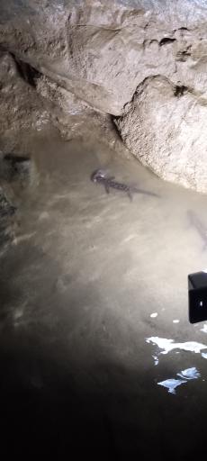 عکس غار دیو سپید شیرآباد