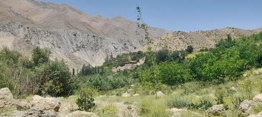 عکس طرزه
