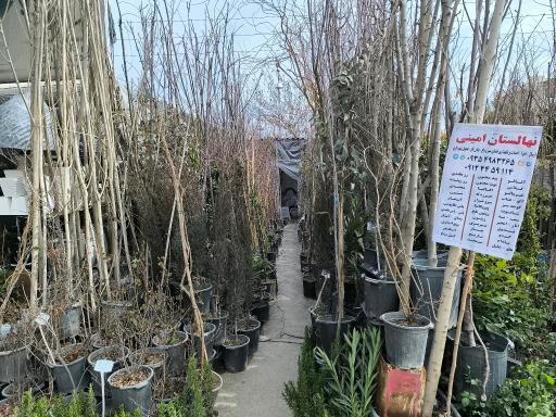 عکس نهالستان امینی