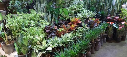 عکس گل فروشی گل رز بابل