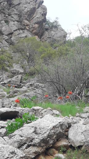 عکس بیران شهر