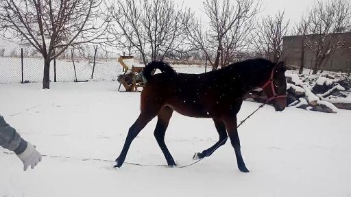 عکس مجموعه پرورش اسب محمد ملکی پارسا