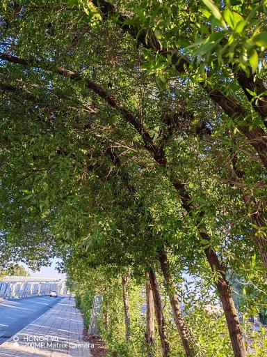 عکس بوستان گمرک 